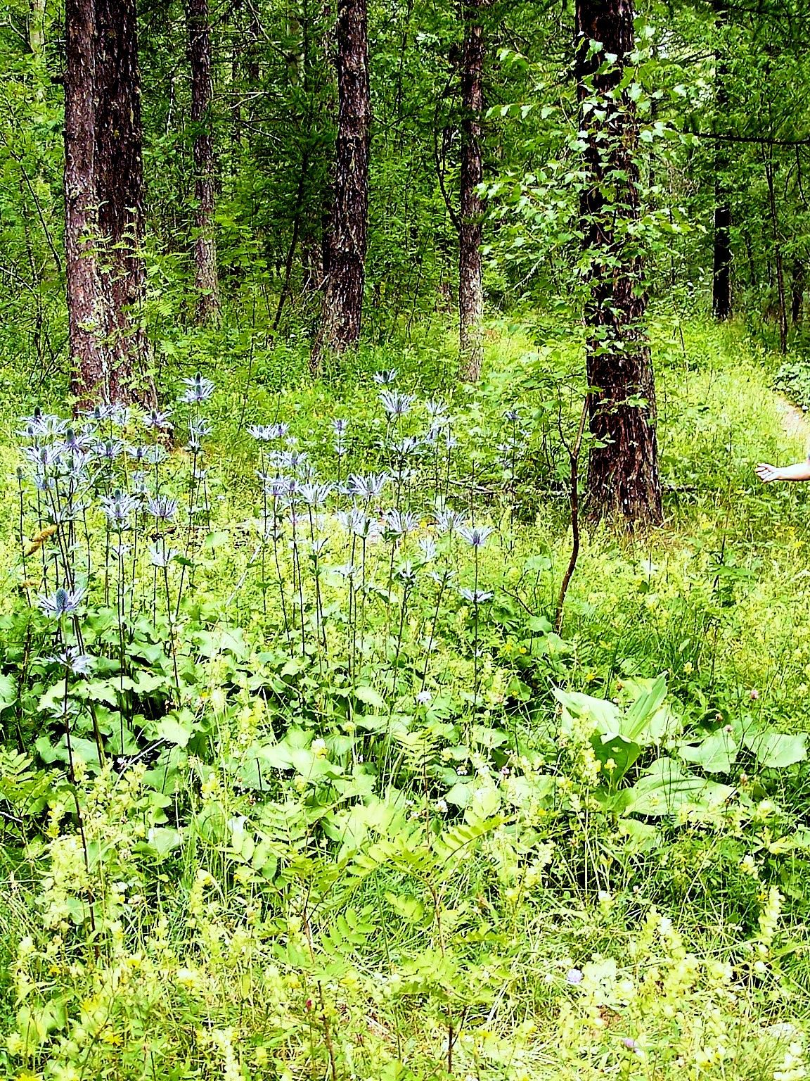 Waldboden mit blau blühenden Disteln im hohen Gras, dahinter dunkle Baumstämme.